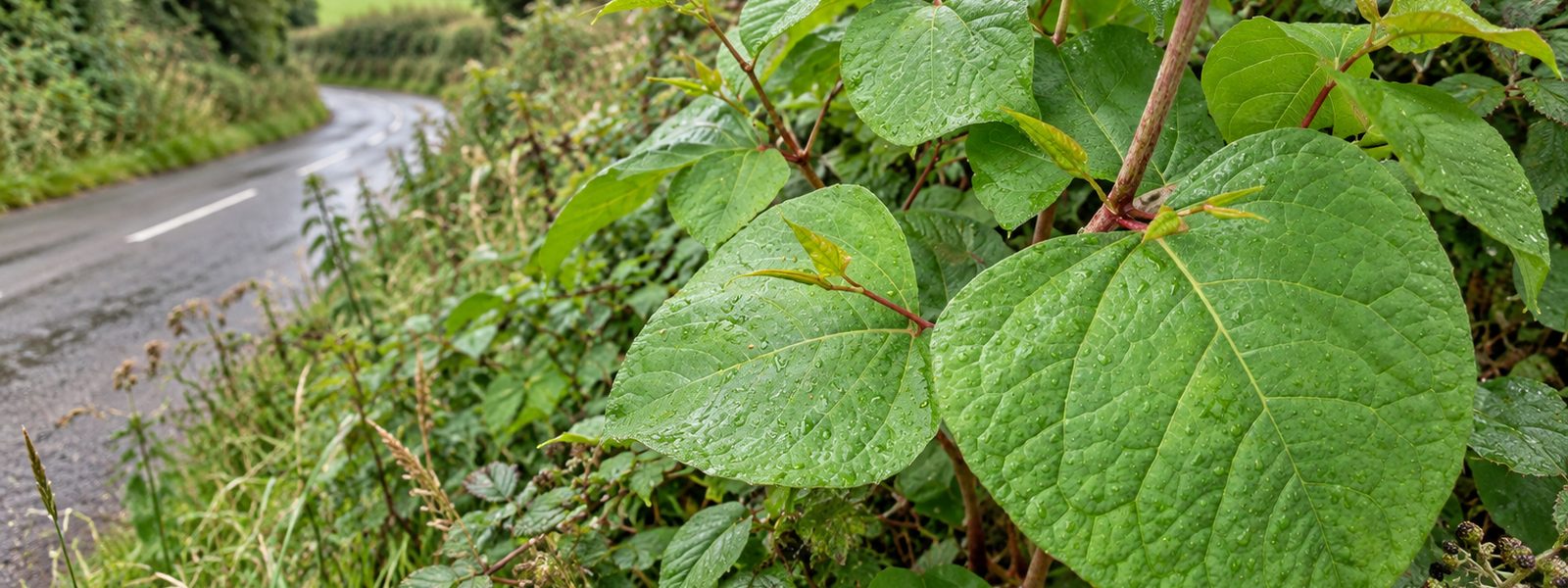 Japanese Knotweed Removal in the South East