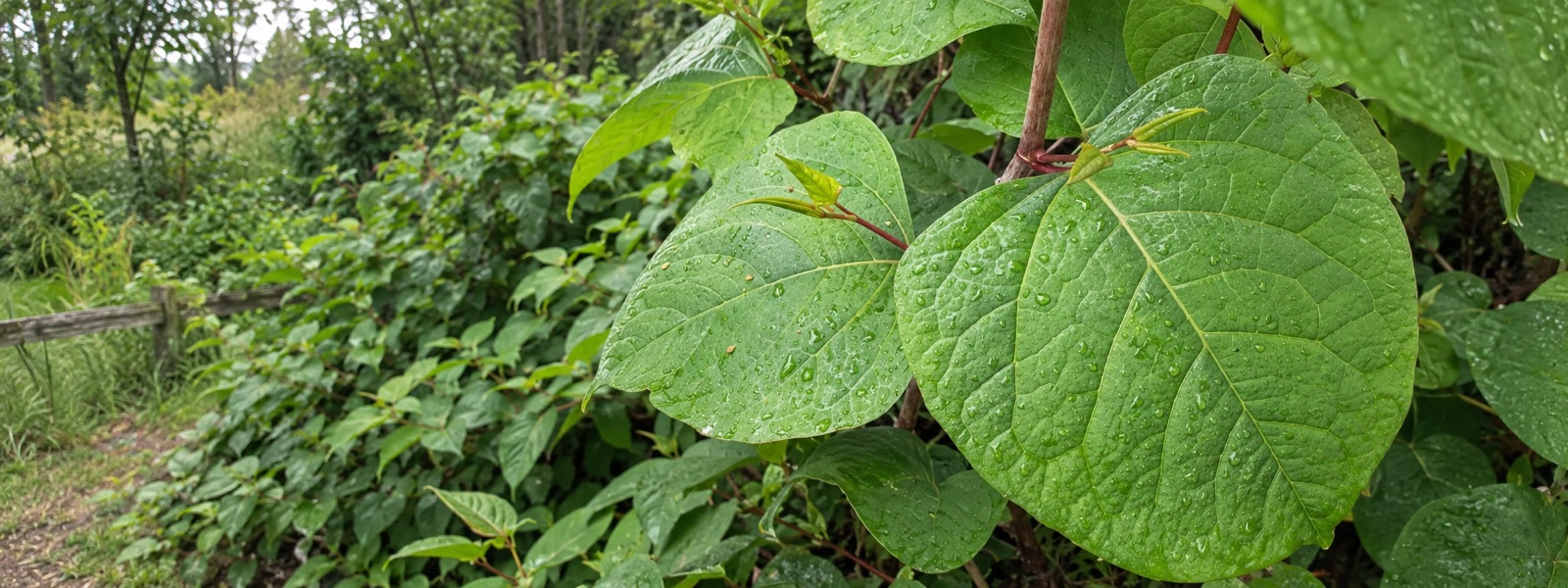 Japanese Knotweed Stem Injection Japanese Knotweed Stem Injection